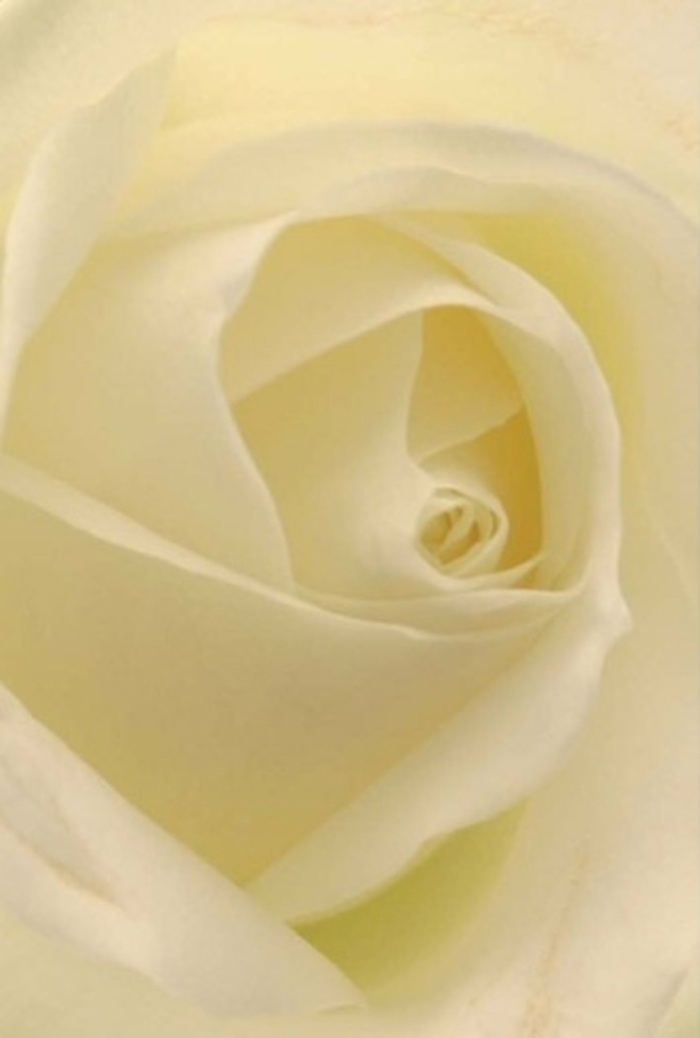 Examined in the radiant hush of a Marylebone morning, this classic white rose captivates with its exquisite cascade of creamy petals. Gentle layers spiral from the perfectly formed heart of the bloom, each subtle shade blending seamlessly into the next. Soft, golden light grazes the curved folds, echoing the tranquillity found amid Marylebone's secluded mews and leafy squares. The near-translucence of each petal speaks to the purity and enduring beauty recognized by those who appreciate the finer things-an ideal gesture for a romantic table on Gloucester Place, an elegant token of reconciliation, or the centerpiece of a refined wedding celebration. The artistry is unmistakable in the symmetry and depth of the composition, offering both visual serenity and a sense of assured grace. Even imagined, the delicate fragrance is fresh, clean, and gently uplifting-mirroring the distinctive allure and sophistication of Marylebone itself, expressed in one flawlessly arranged, heartfelt rose.